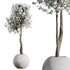 HQ HousePlants Tropez Planter Cherry Blossom Decorative Tree02 - Thumbnail 2