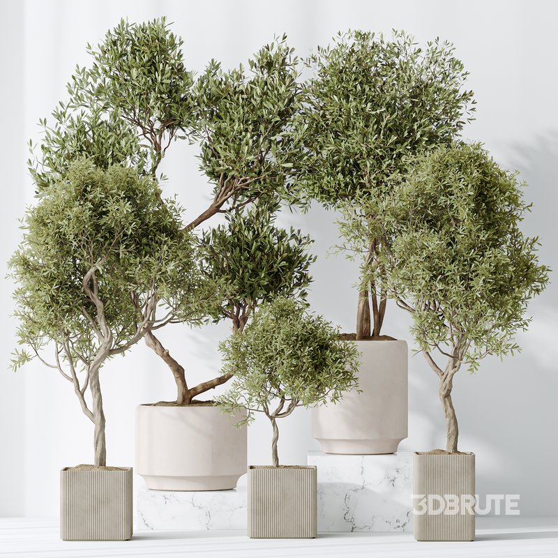 Indoor plants set 119 Olive Artificial Olivo Olea Tree and Mission Kalamata Wilsonii Chemlali Olive Image 1