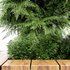 Slender Hinoki Cypress Tree Narrow Trees for Small Yards - Thumbnail 5