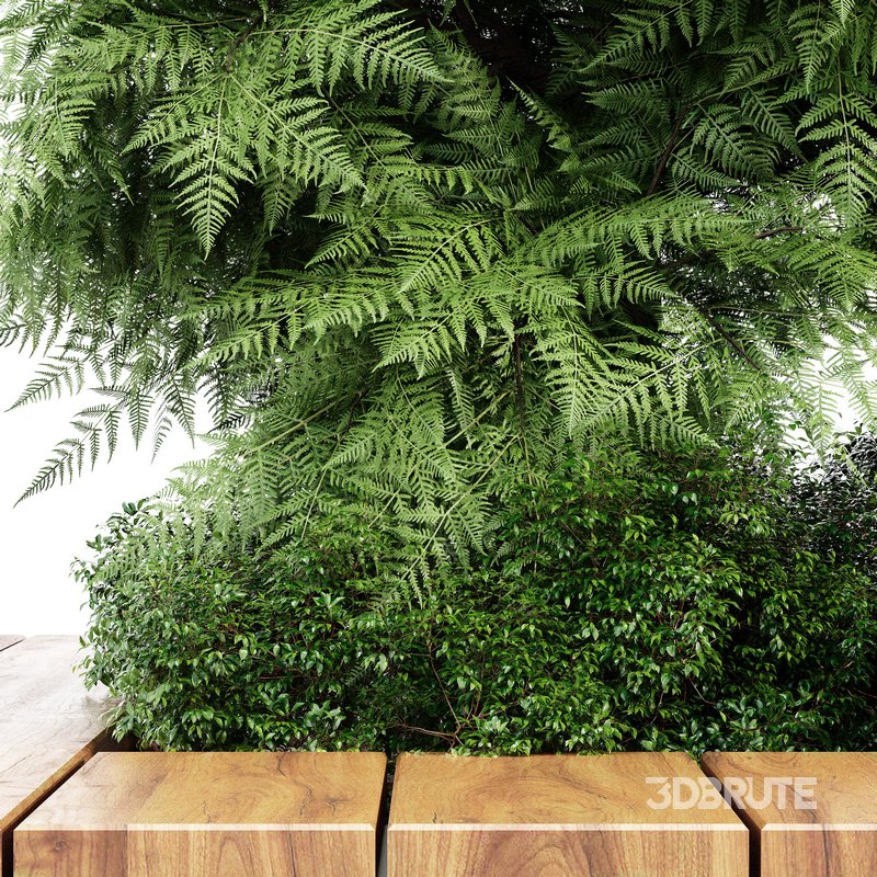 Slender Hinoki Cypress Tree Narrow Trees for Small Yards Image 5