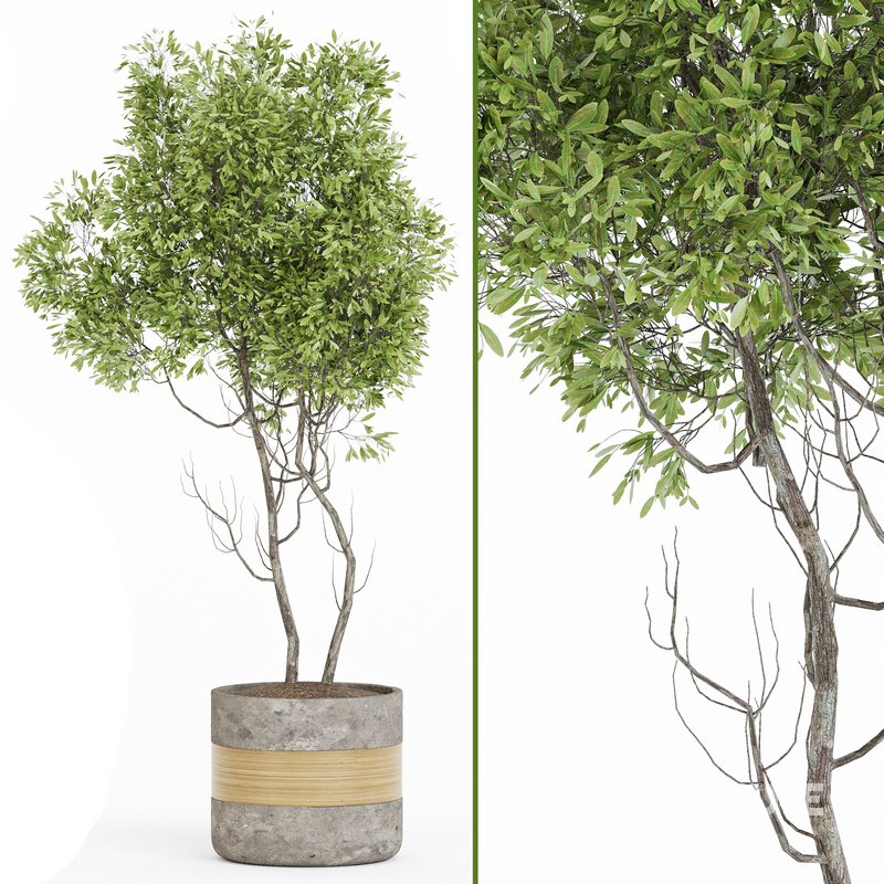 Indoor Plant Set 06 Image 2