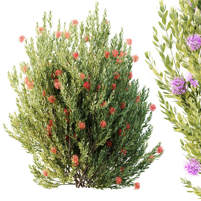 HQ Plants Ixora Jasmine Gardens Chinese Dwarf Coccinea Red Yellow Blue Image 6