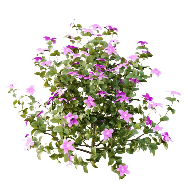 Tibouchina Semidecandra Bush 04 Image 2