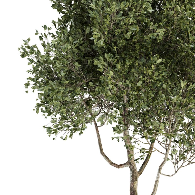 Indoor Plant Set 09 Image 2