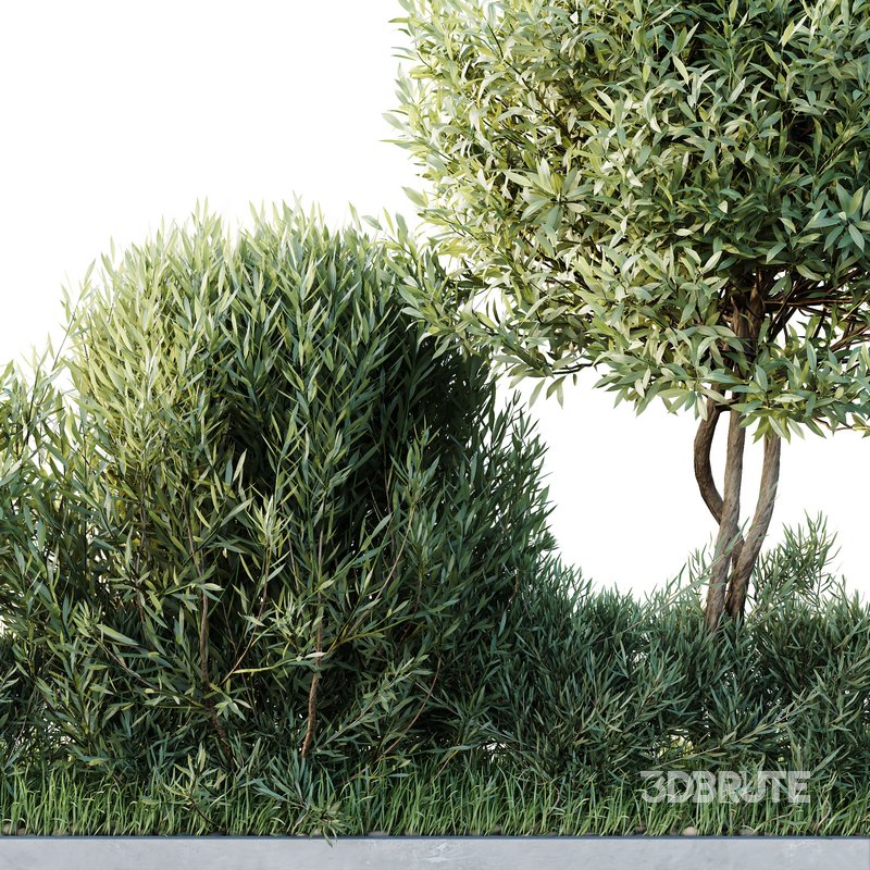HQ Outdoor Plants Wilsonii Chemlali Olive Bench Set012 Image 3