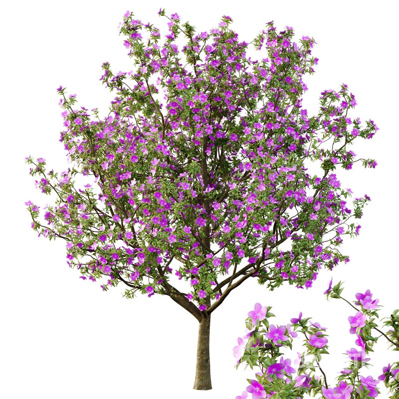 Tibouchina Semidecandra Tree04 Image 2