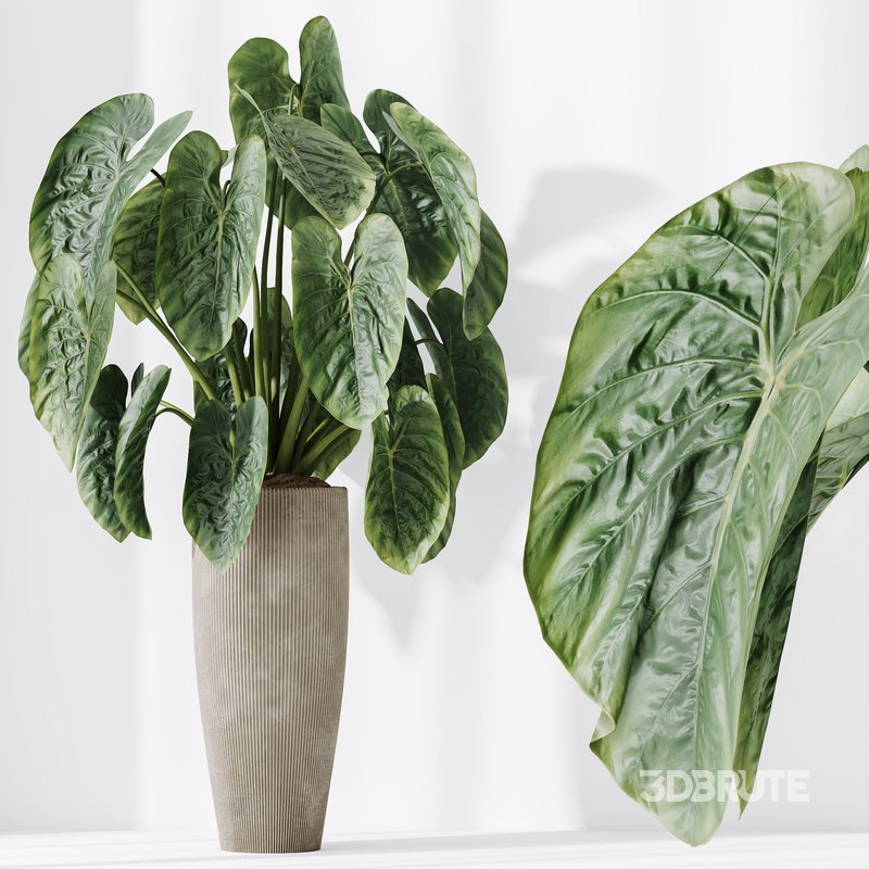 Indoor plants set 120 Cunjevoi Alocasia Jardin Brisbanensis and Mission Kalamata Olive Image 5