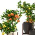 Collection of plants 002 lemons and oranges trees - Thumbnail 4