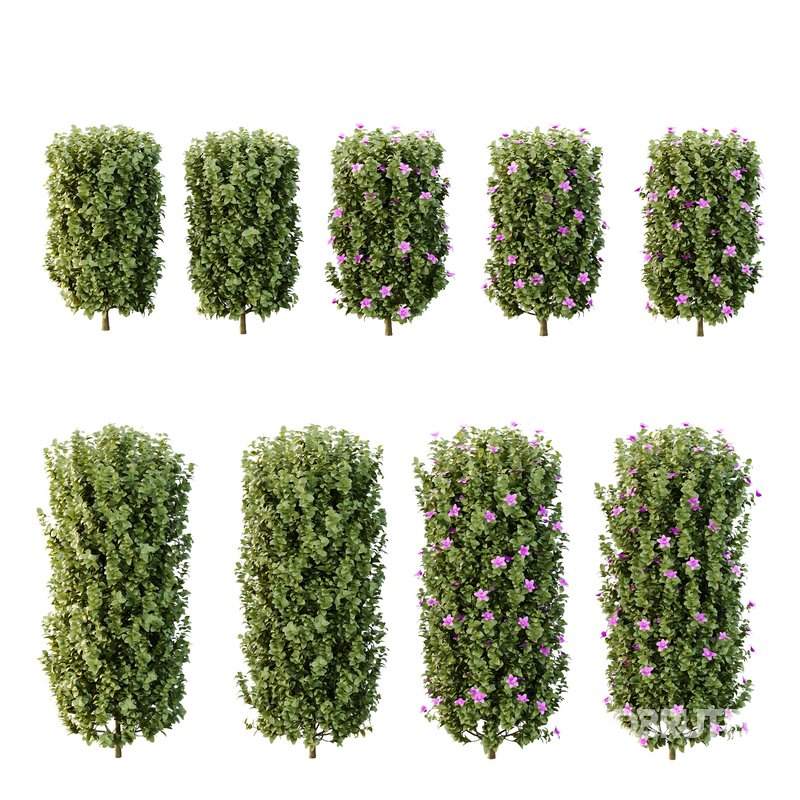 Tibouchina Semidecandra Bush 06 Image 4