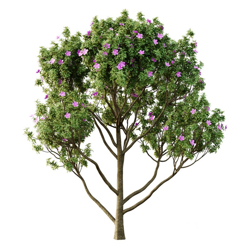 Tibouchina Semidecandra Tree11 Image 2