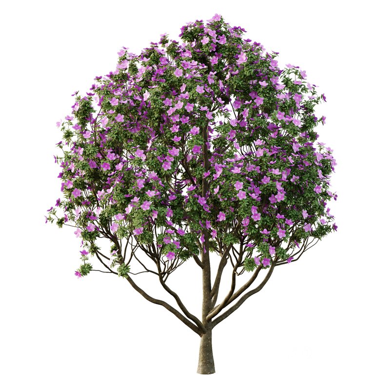 Tibouchina Semidecandra Tree10 Image 3