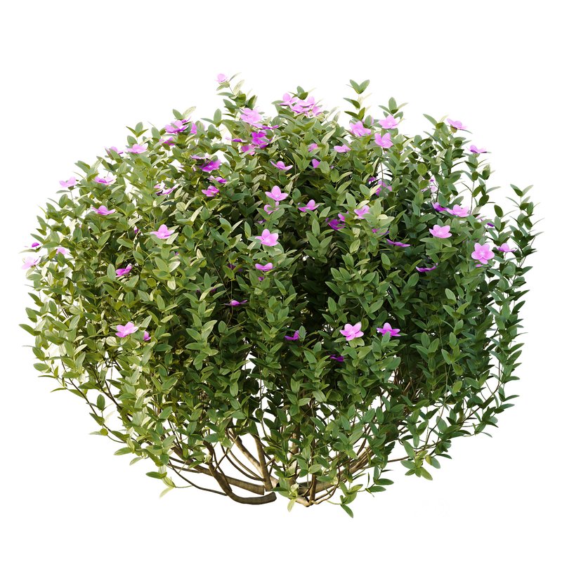 Tibouchina Semidecandra Bush 02 Image 4