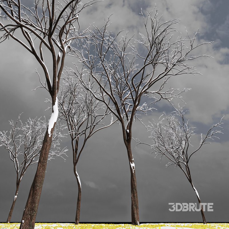 Real Tree Ulmus changii Winter Image 3