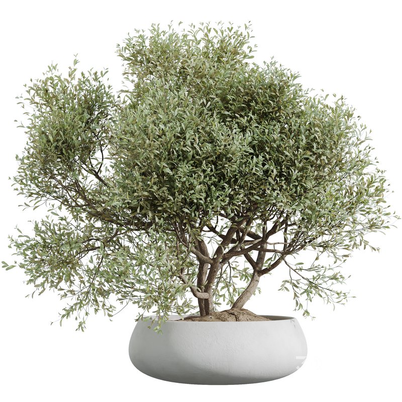 HQ HousePlants Mission Kalamata Leccino Arbequina Wilsonii Chemlali Olive Set48 Image 4