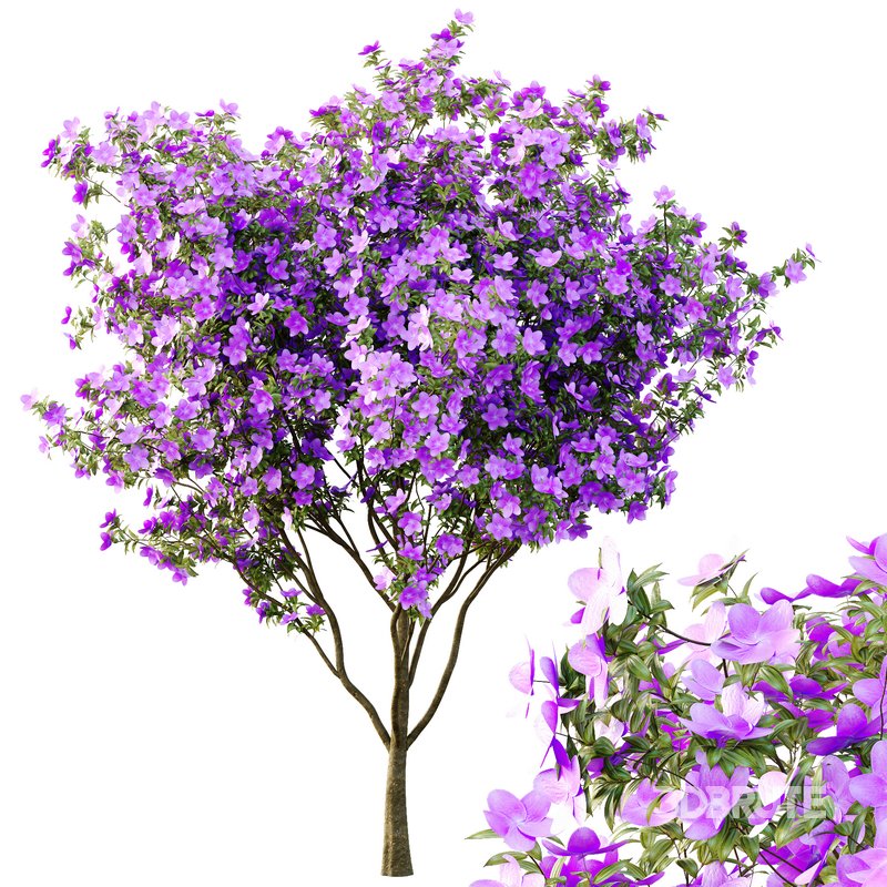 Tibouchina Semidecandra Tree03 Image 2