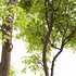 Real tree ulmus changii - Thumbnail 3