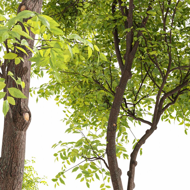 Real tree ulmus changii Image 3