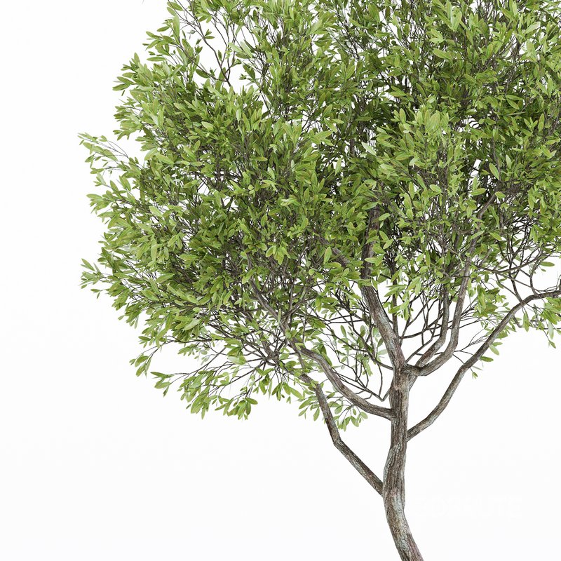 Indoor Plant Set 06 Image 5