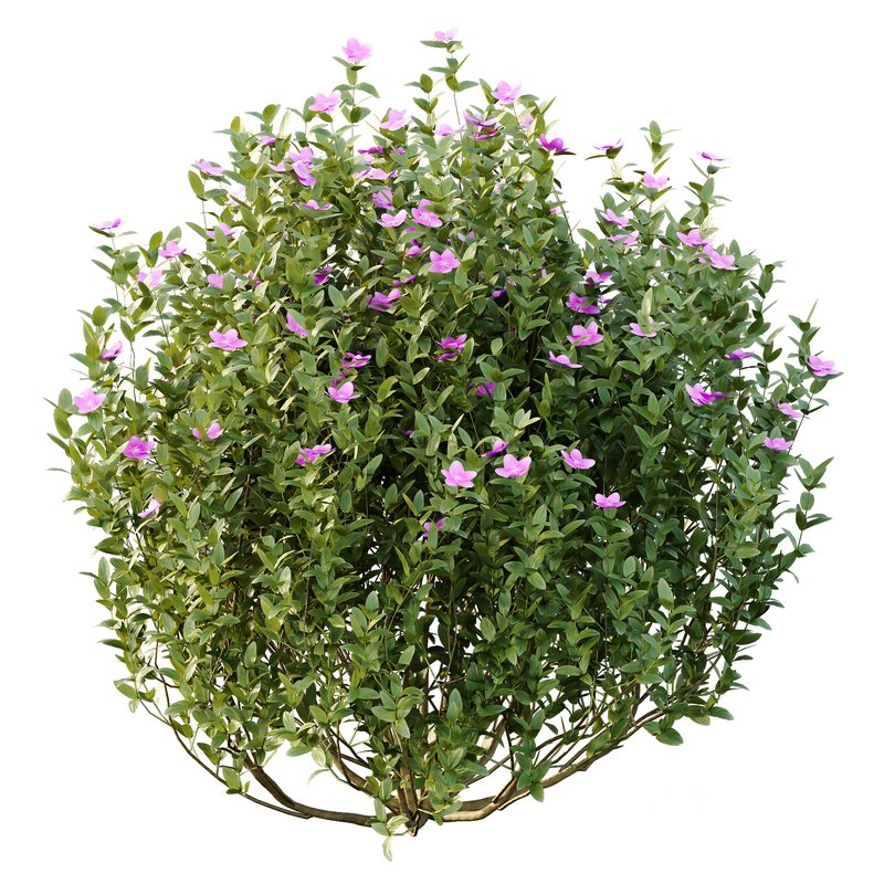 Tibouchina Semidecandra Bush 02 Image 3