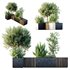 HQ Outdoor Plants Wilsonii Chemlali Olive Bench Set011 - Thumbnail 3