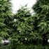 Slender Hinoki Cypress Tree Narrow Trees for Small Yards - Thumbnail 4