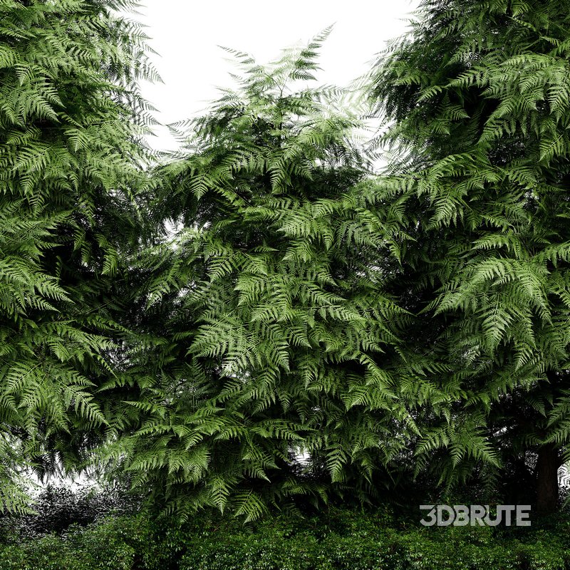 Slender Hinoki Cypress Tree Narrow Trees for Small Yards Image 4