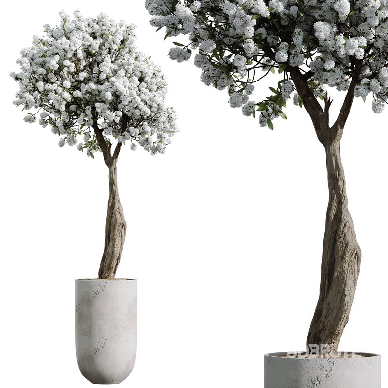HQ HousePlants Tropez Planter Cherry Blossom Decorative Tree Image 3