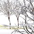 Real Tree Ulmus changii Winter - Thumbnail 4