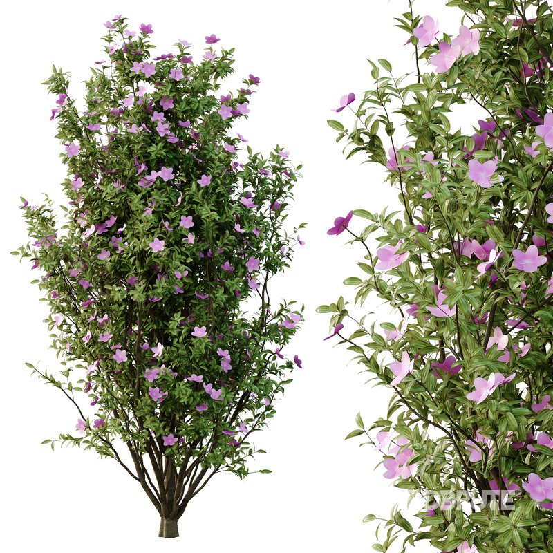 Tibouchina Semidecandra Tree07 Image 1