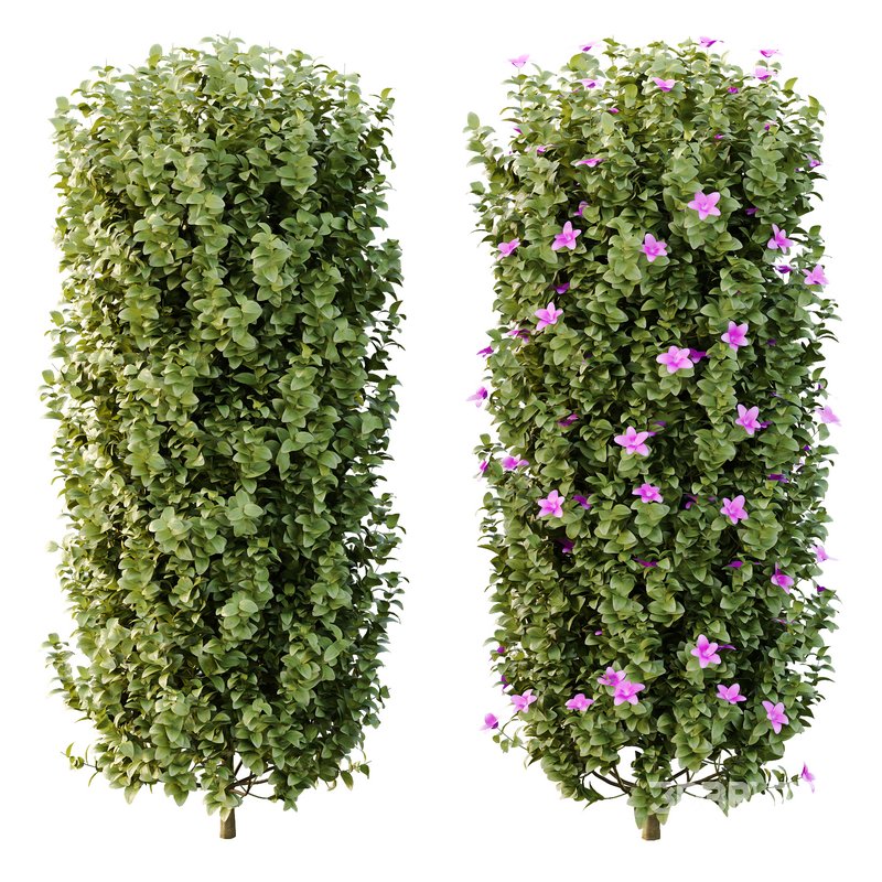 Tibouchina Semidecandra Bush 06 Image 6