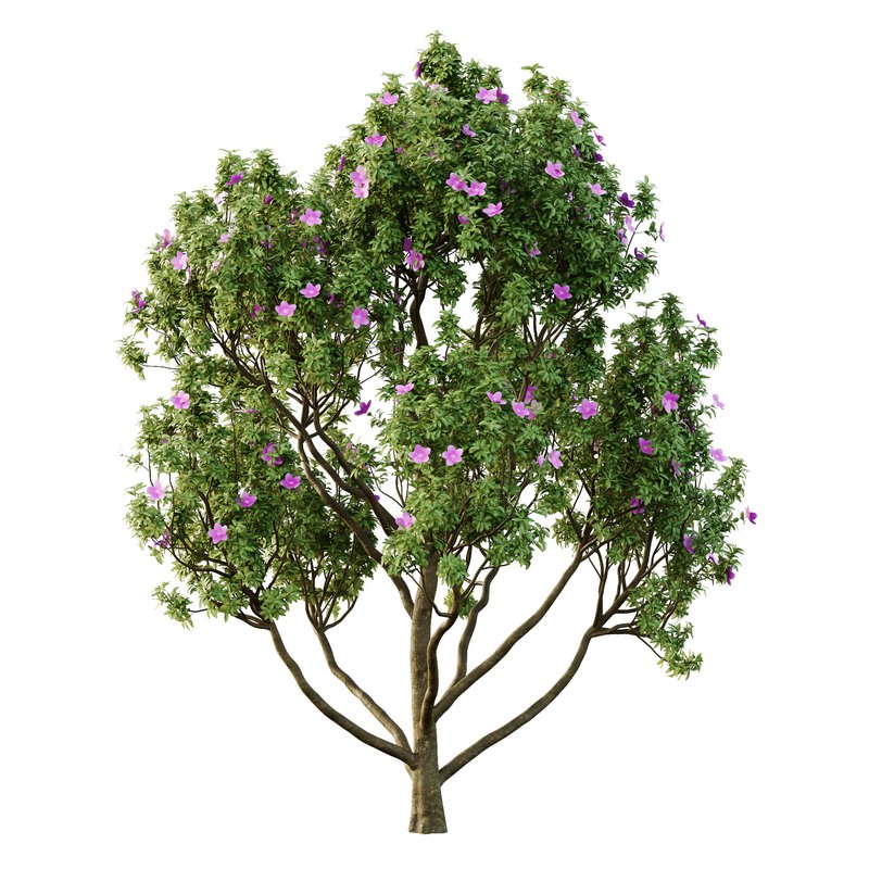 Tibouchina Semidecandra Tree11 Image 1