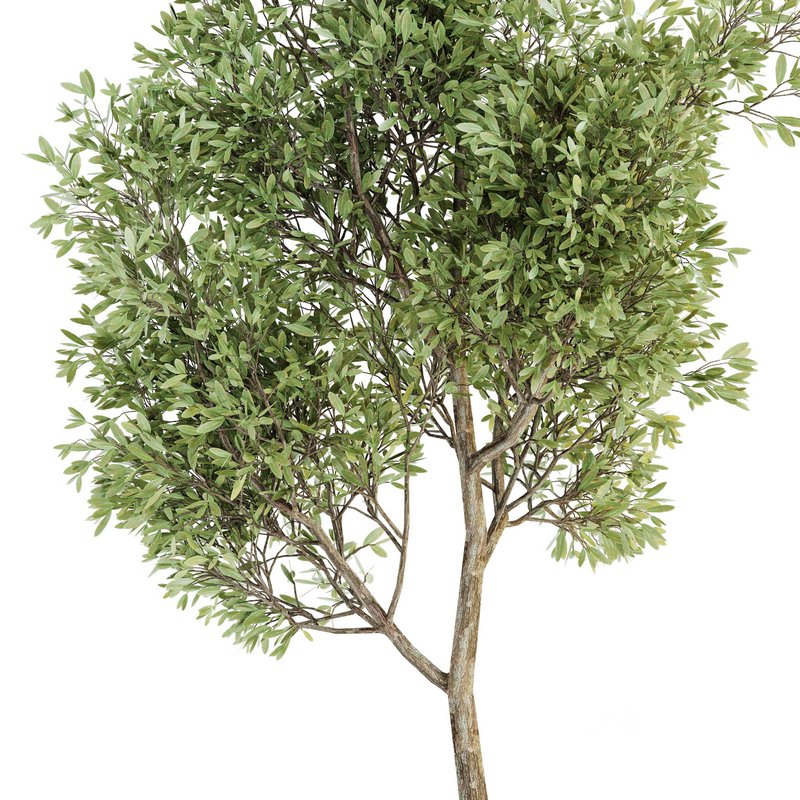 Plant Set 05 Image 3