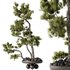 Indoor plants set 122 Bonsai Pinus Pentaphylla Thunbergii - Thumbnail 3