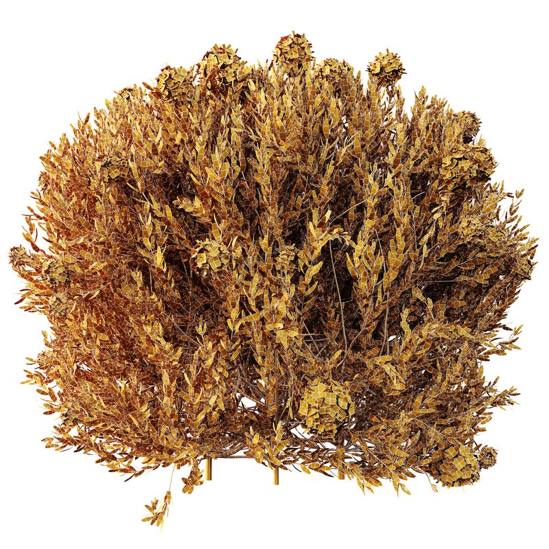 HQ Plants Ixora Jasmine Gardens Chinese Dwarf Coccinea Red Yellow Box Image 3