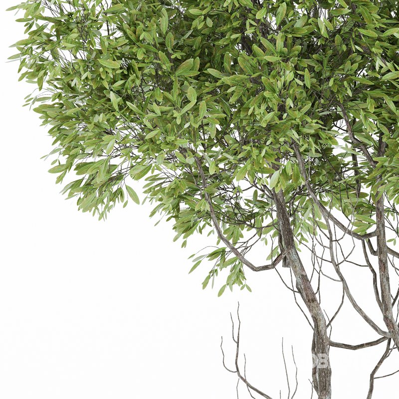 Indoor Plant Set 06 Image 4