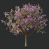 Tibouchina Semidecandra Tree04 - Thumbnail 3