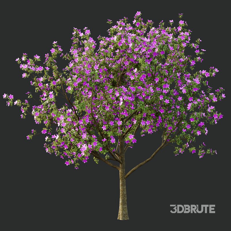 Tibouchina Semidecandra Tree04 Image 3