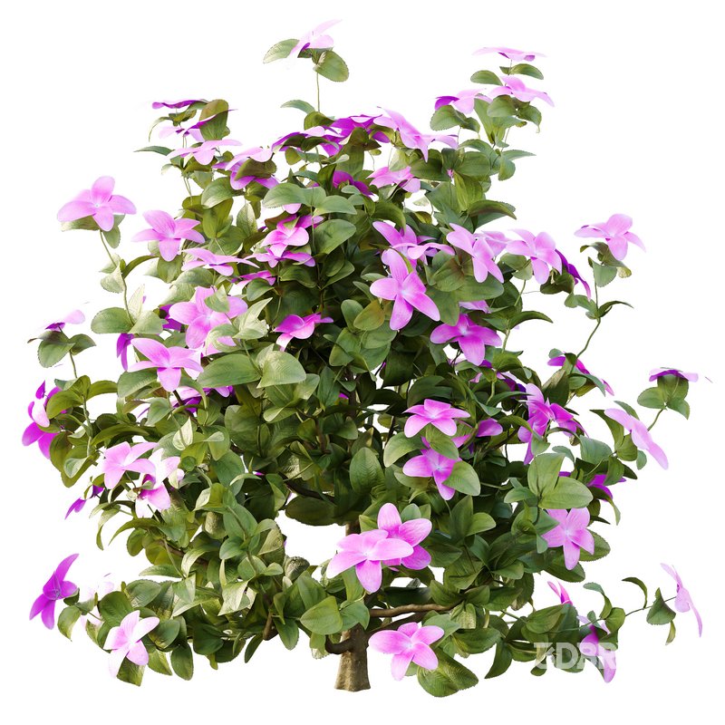 Tibouchina Semidecandra Bush 04 Image 4