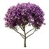 Tibouchina Semidecandra Tree05 - Thumbnail 1
