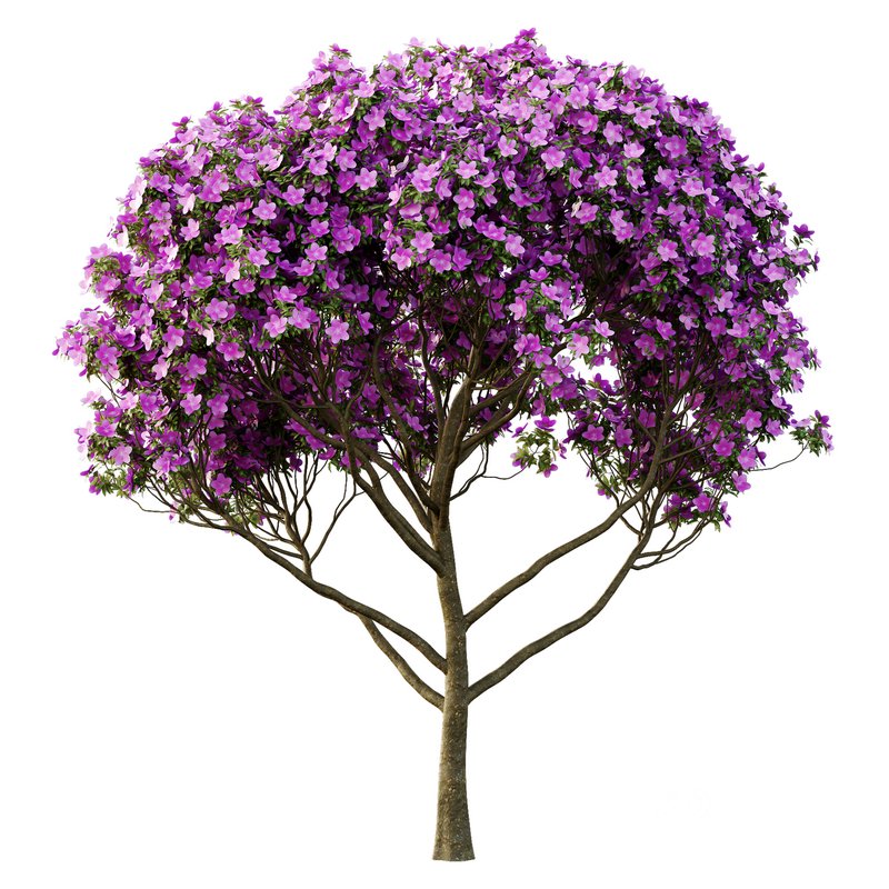 Tibouchina Semidecandra Tree05 Image 1