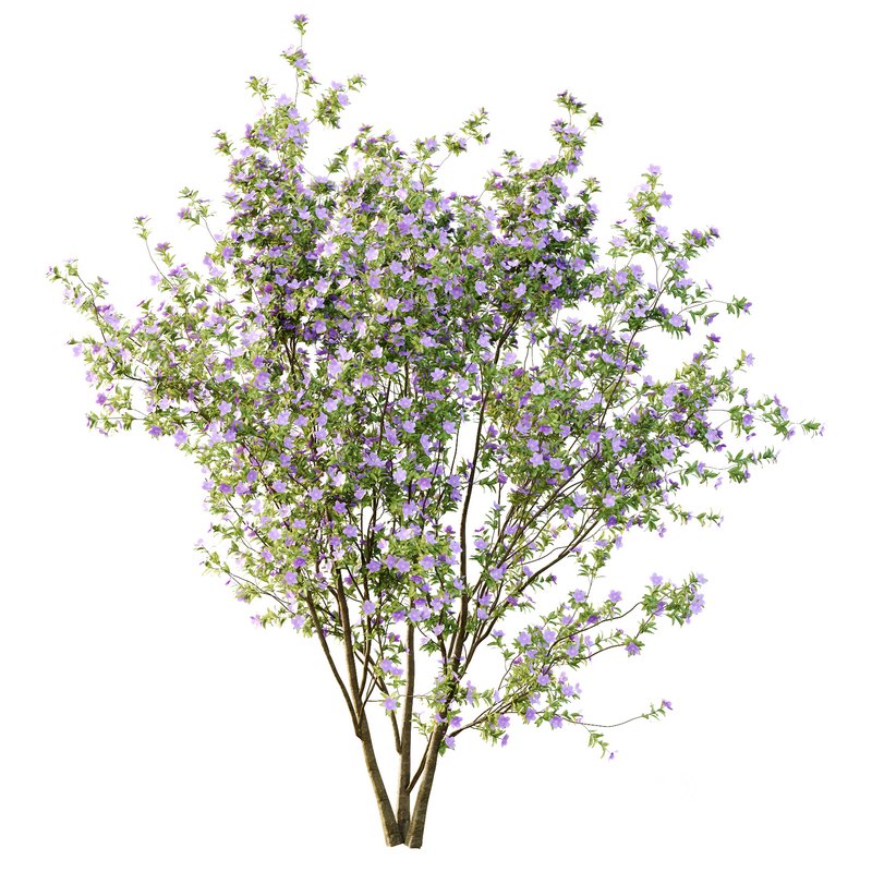 Tibouchina Semidecandra Tree01 Image 1