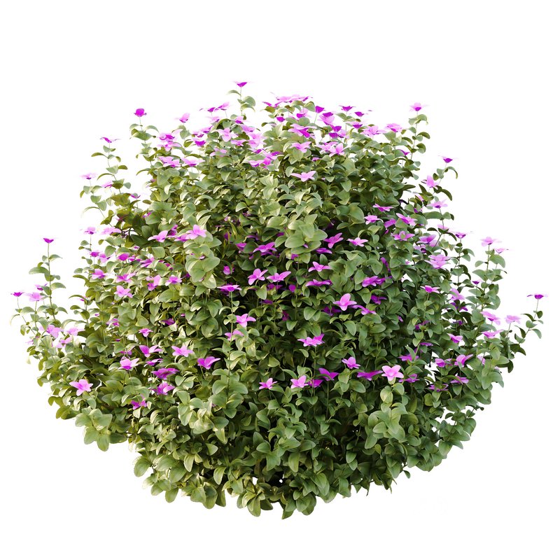 Tibouchina Semidecandra Bush 05 Image 6