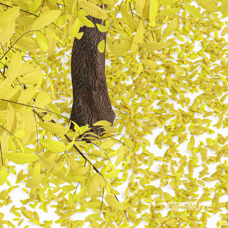 Real Tree Quercus Serrata Fall Image 3