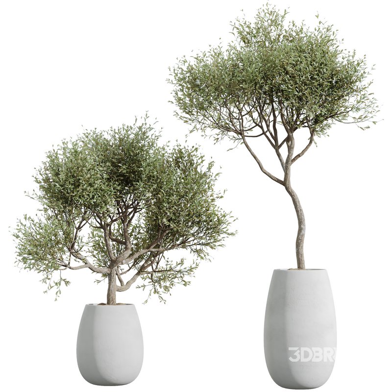 HQ HousePlants Mission Kalamata Leccino Arbequina Wilsonii Chemlali Olive Set48 Image 3