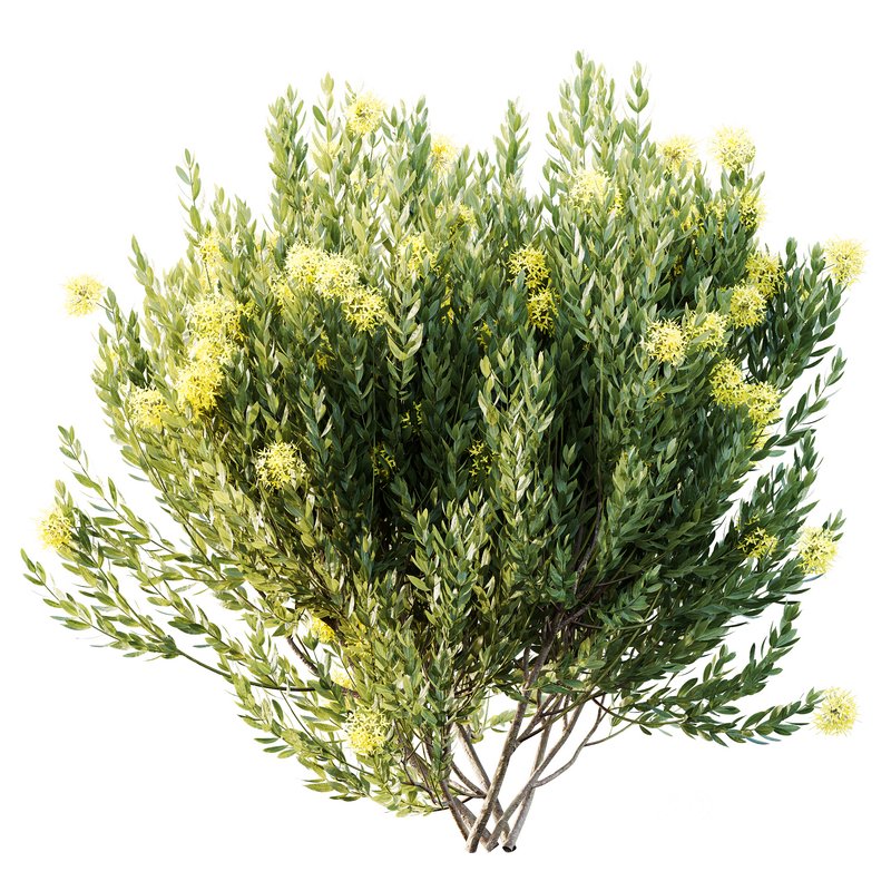 HQ Plants Ixora Jasmine Gardens Chinese Dwarf Coccinea Red Yellow Blue Image 2