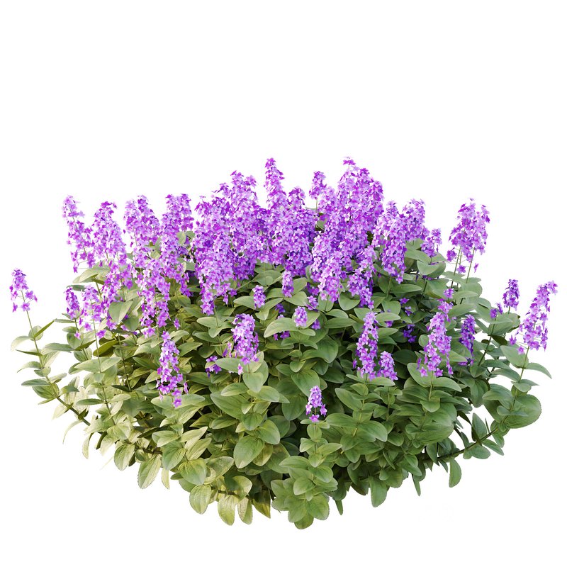 Tibouchina Semidecandra Bush 07 Image 2