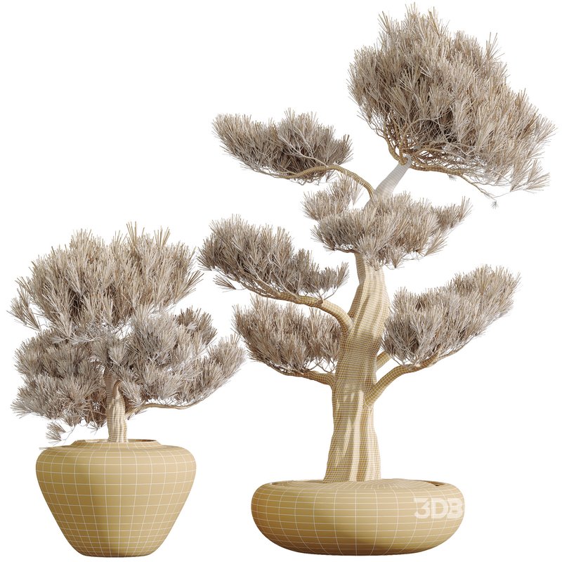 HQ HousePlants Mission Kalamata Leccino Arbequina Wilsonii Chemlali Olive Set49 Image 2