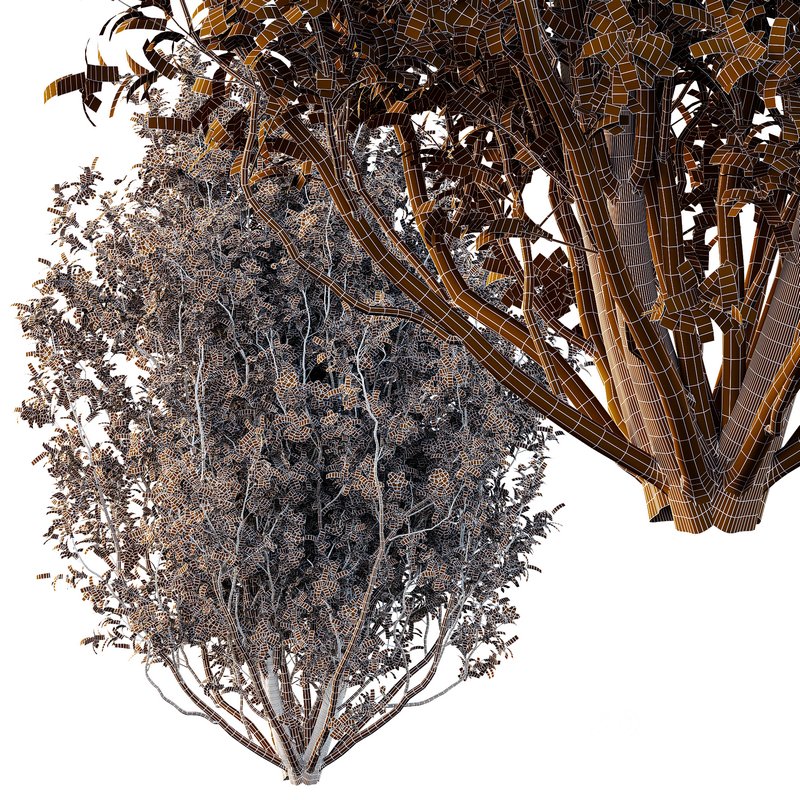 Tibouchina Semidecandra Tree08 Image 3