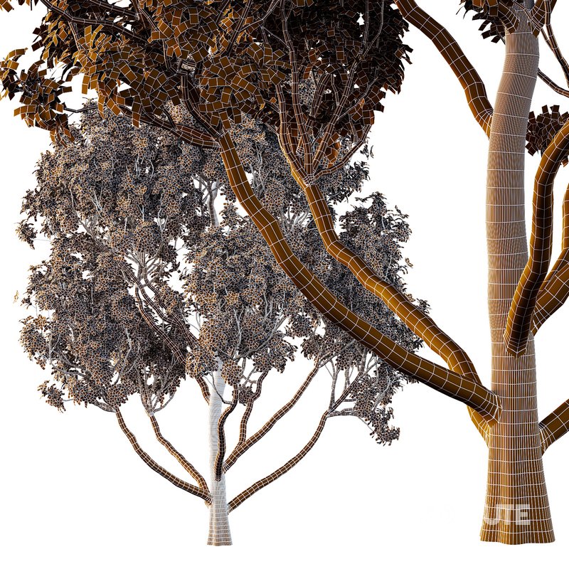 Tibouchina Semidecandra Tree11 Image 4