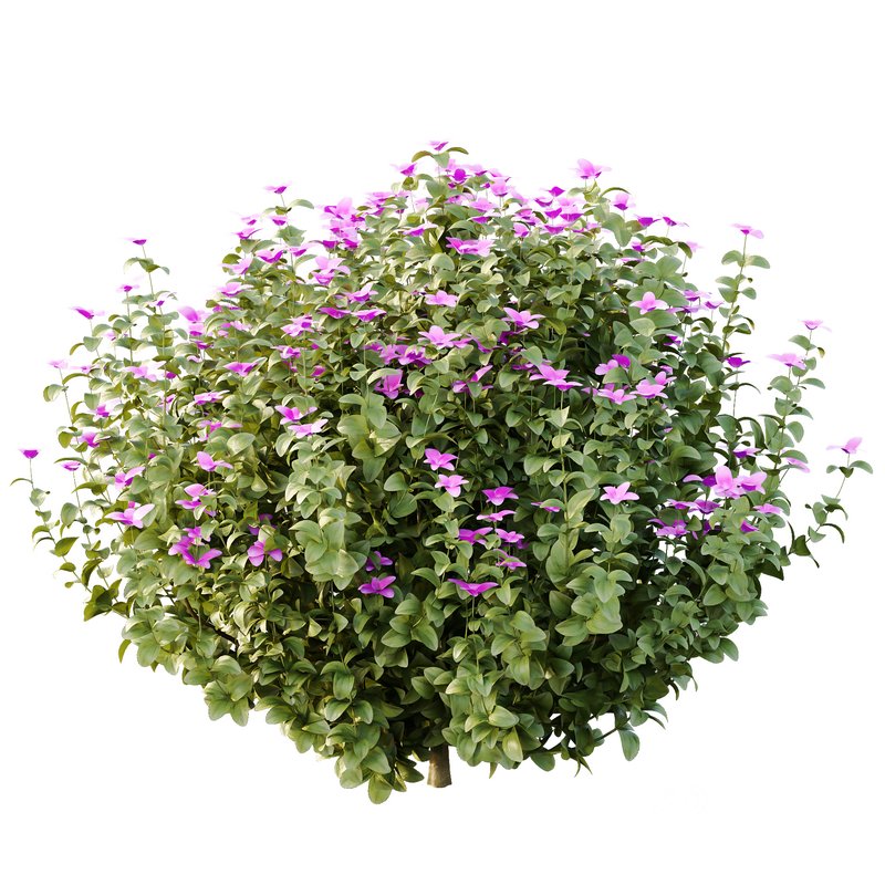 Tibouchina Semidecandra Bush 05 Image 3